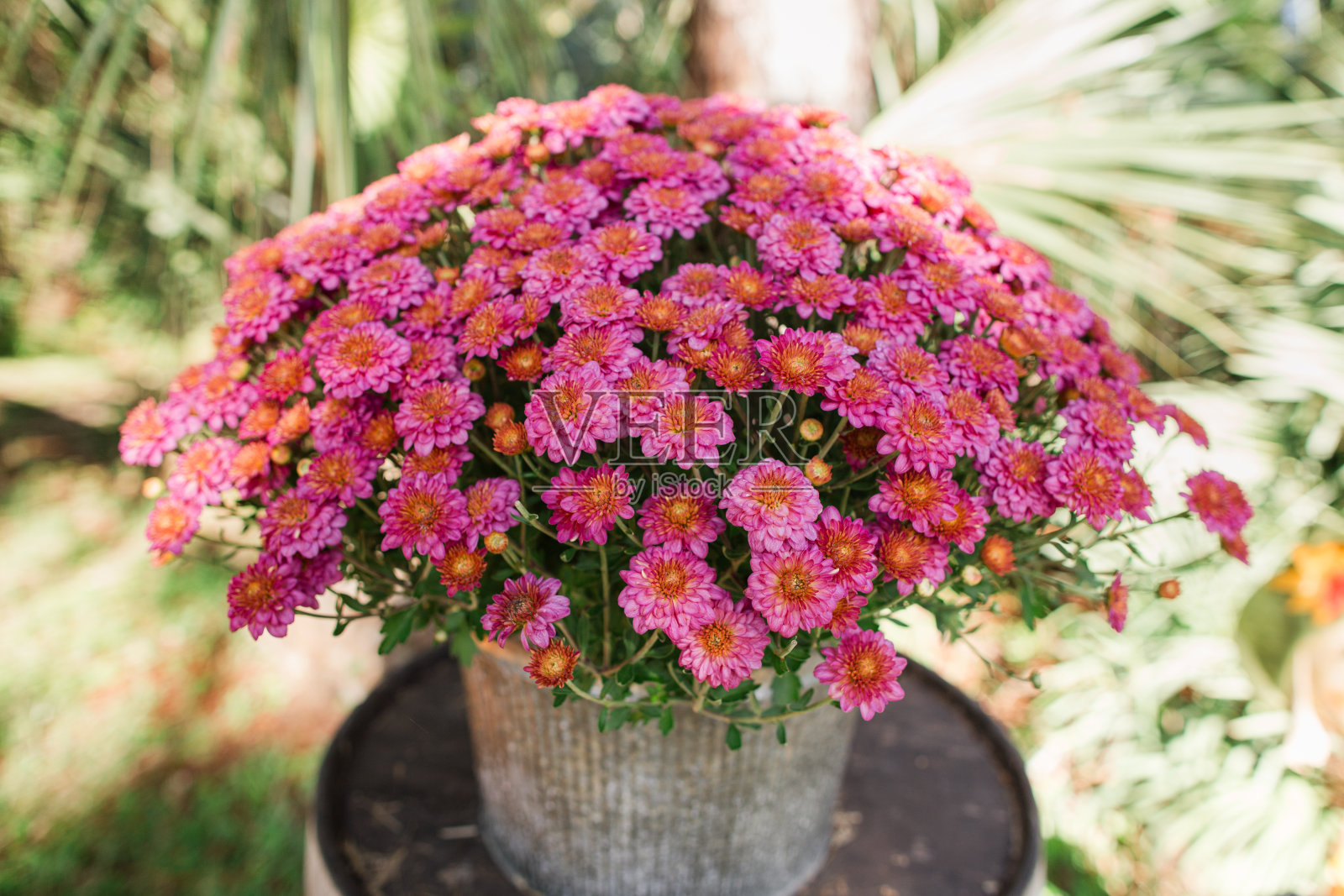 丰富的洋红色菊花植物也被称为菊花木桶在南瓜补丁照片摄影图片