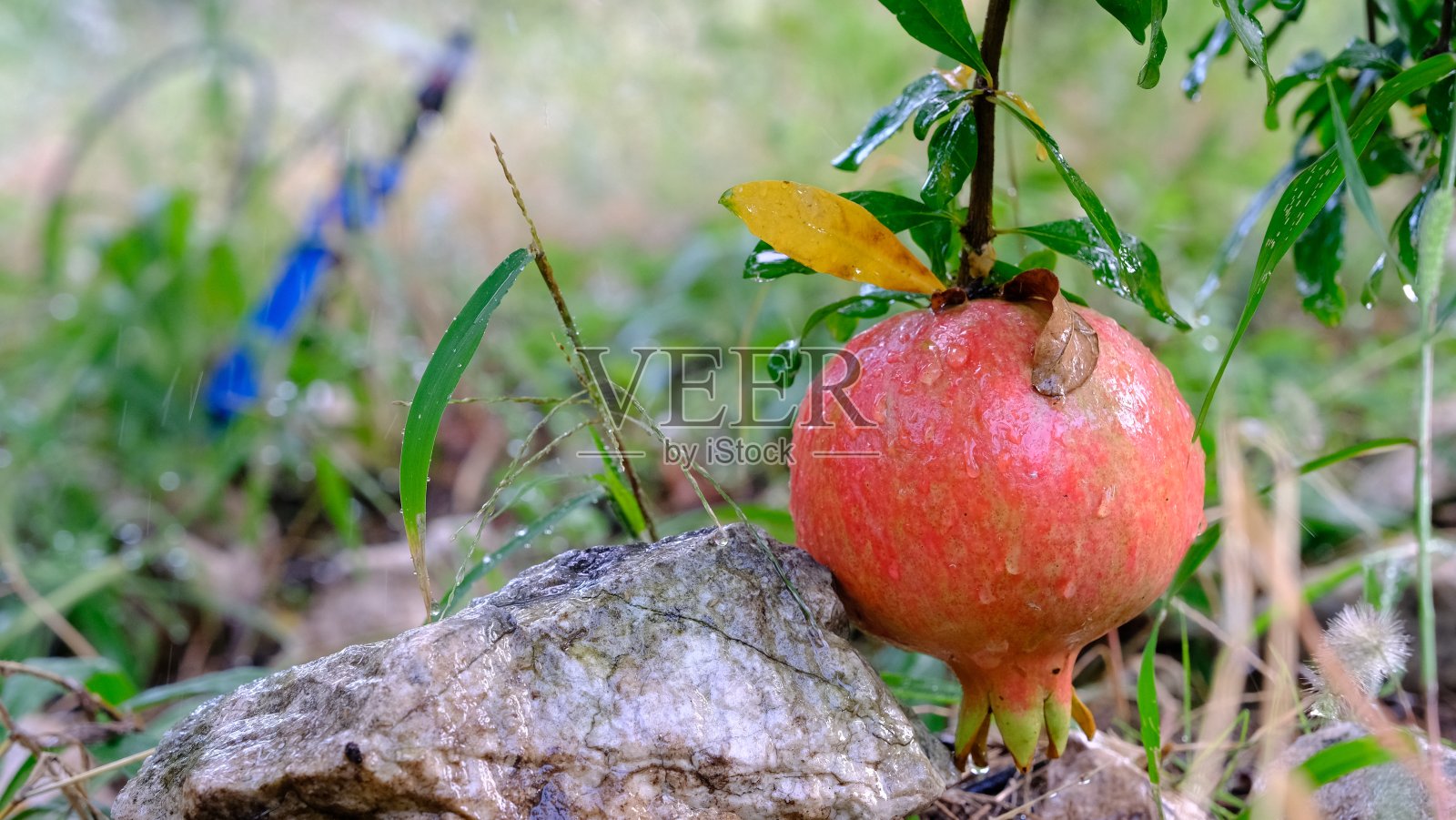 石榴在花园里浸透了水,近景照片摄影图片