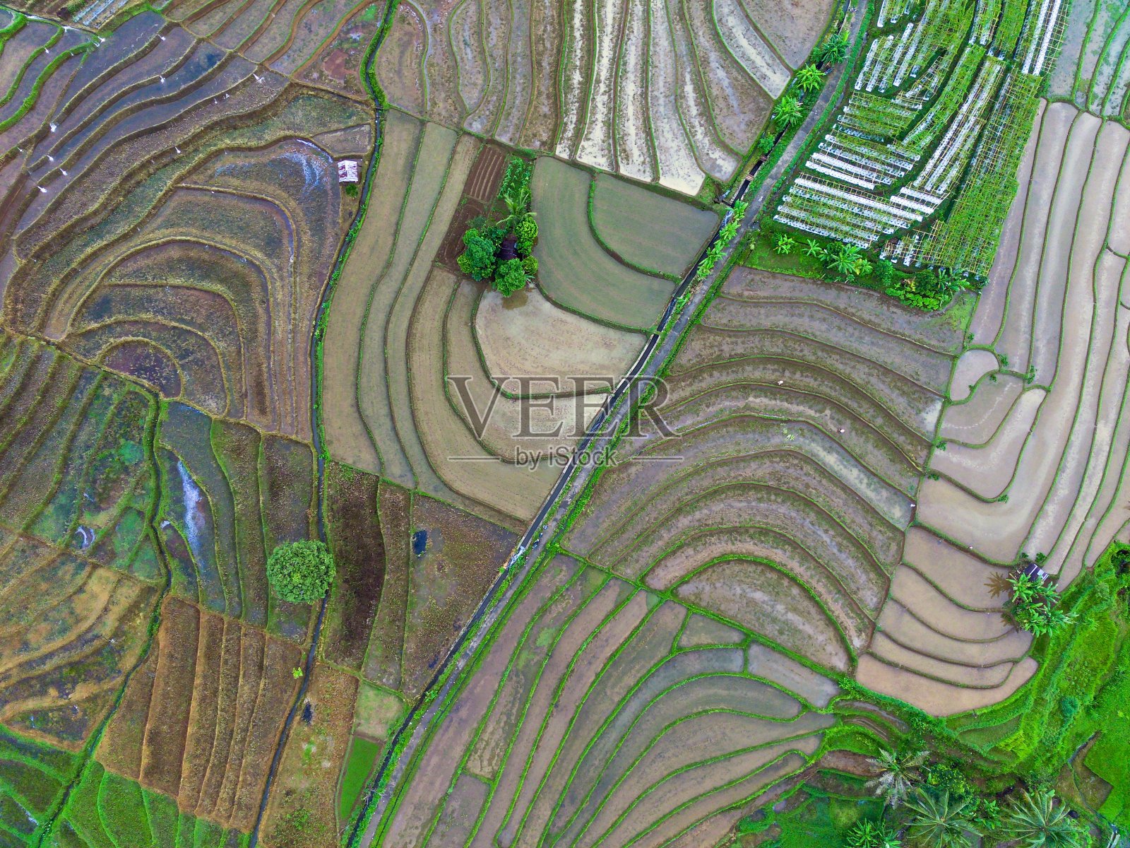 美丽的晨景印度尼西亚全景景观稻田与美丽的色彩和天空自然光照片摄影图片