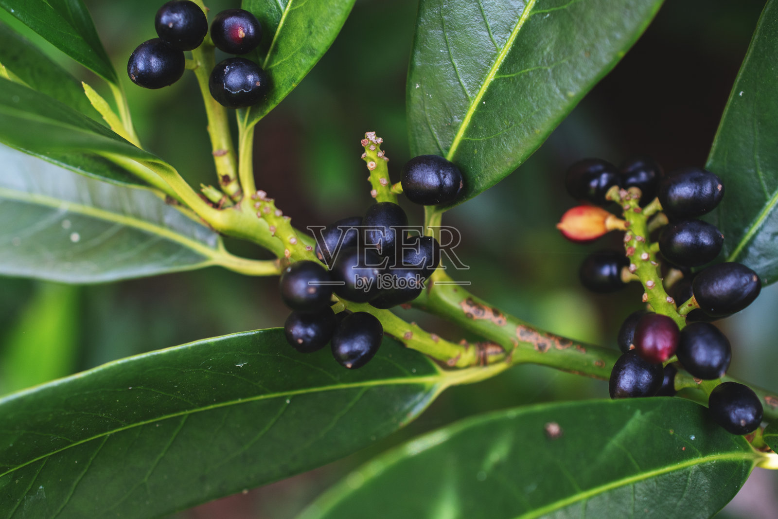 花的特写,漂亮的墙纸照片摄影图片