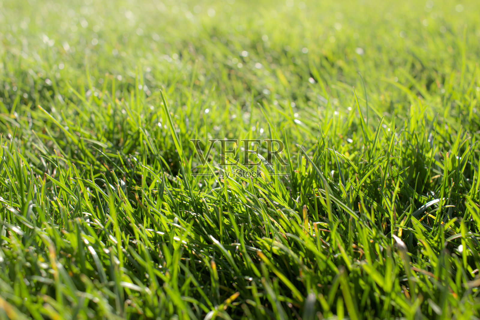 新鲜的草地背景俯视图照片摄影图片