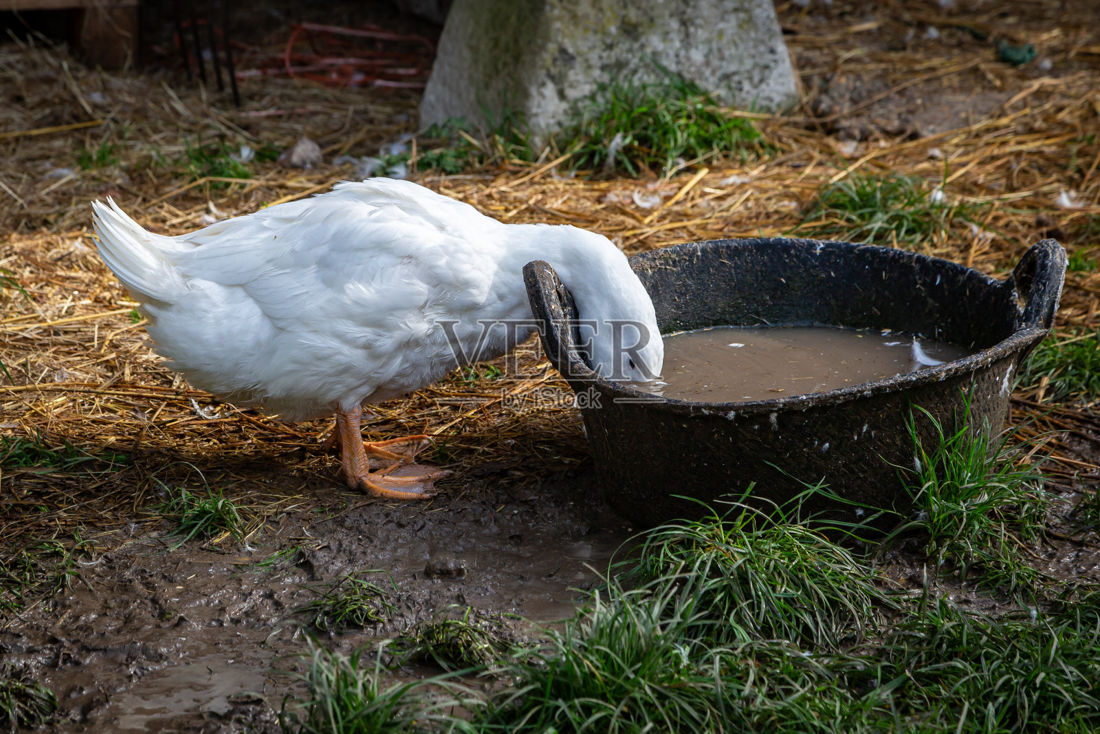 一只白鸭子在喝泥水照片摄影图片