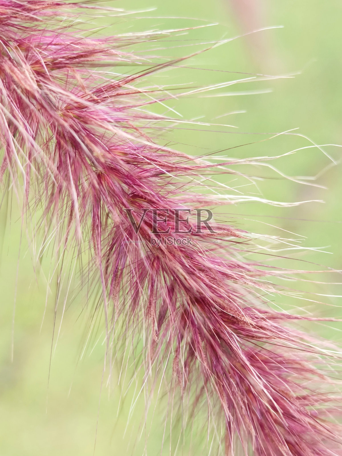 选择聚焦红色狼尾草或喷泉草在花园与模糊的背景照片摄影图片