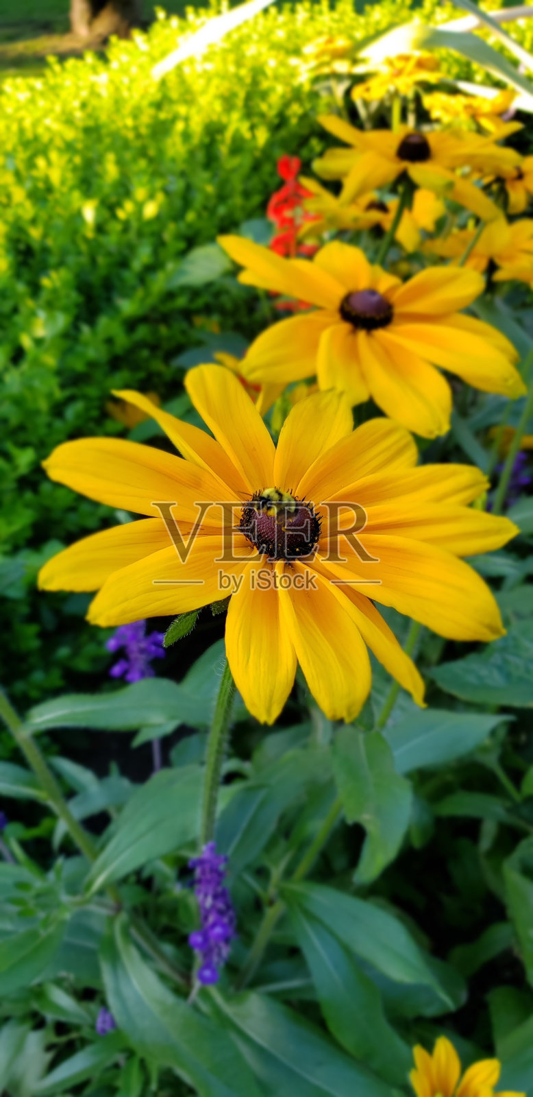基隆拿夏天照片摄影图片