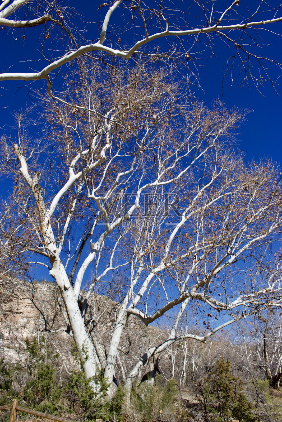 白树皮树,树上有只鸟,没有叶子照片摄影图片