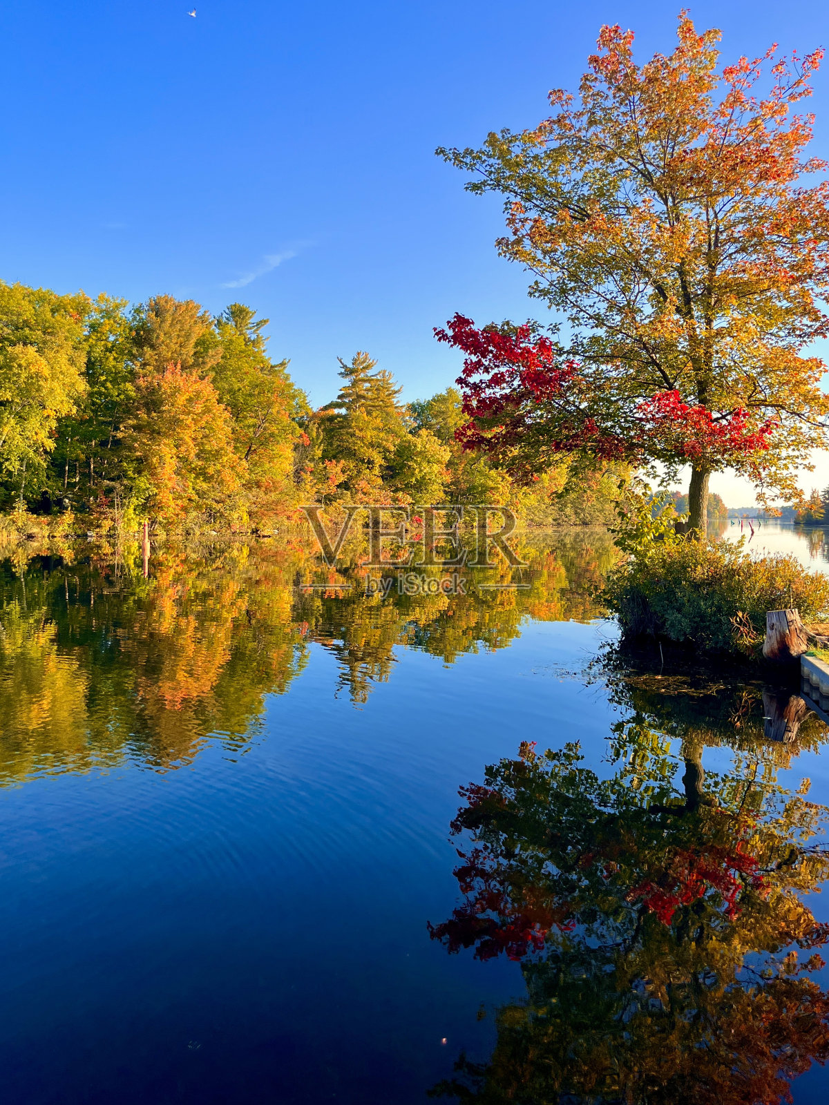 清晨秋色照片摄影图片