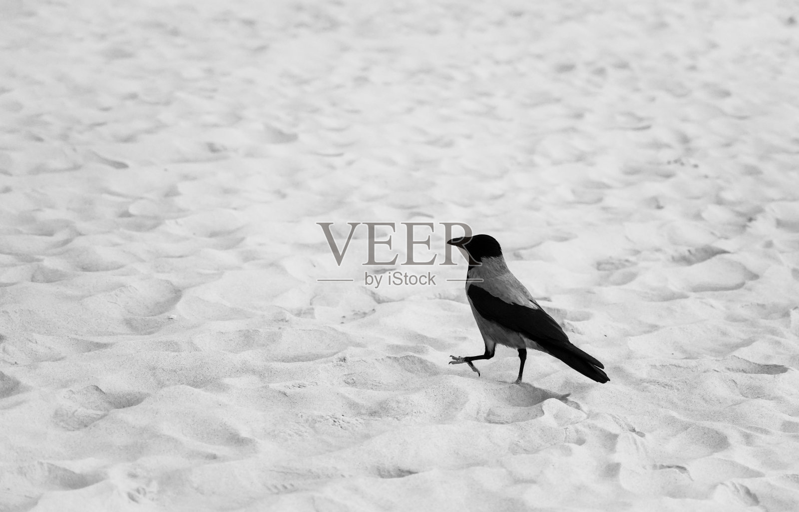 沙滩上戴兜帽的乌鸦。自然环境中的鸟。乌鸦座cornix。照片摄影图片