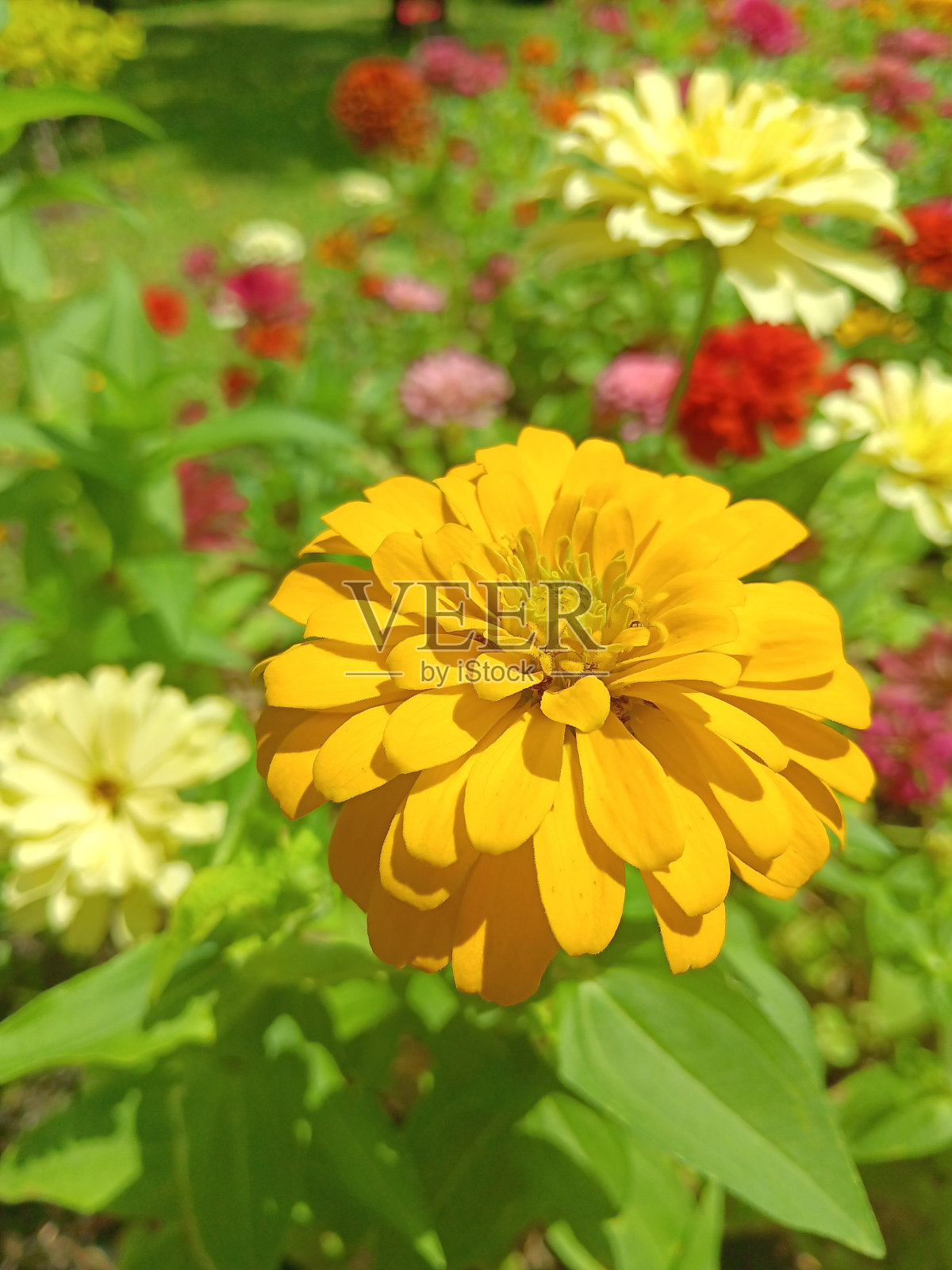 花园里的百日草照片摄影图片