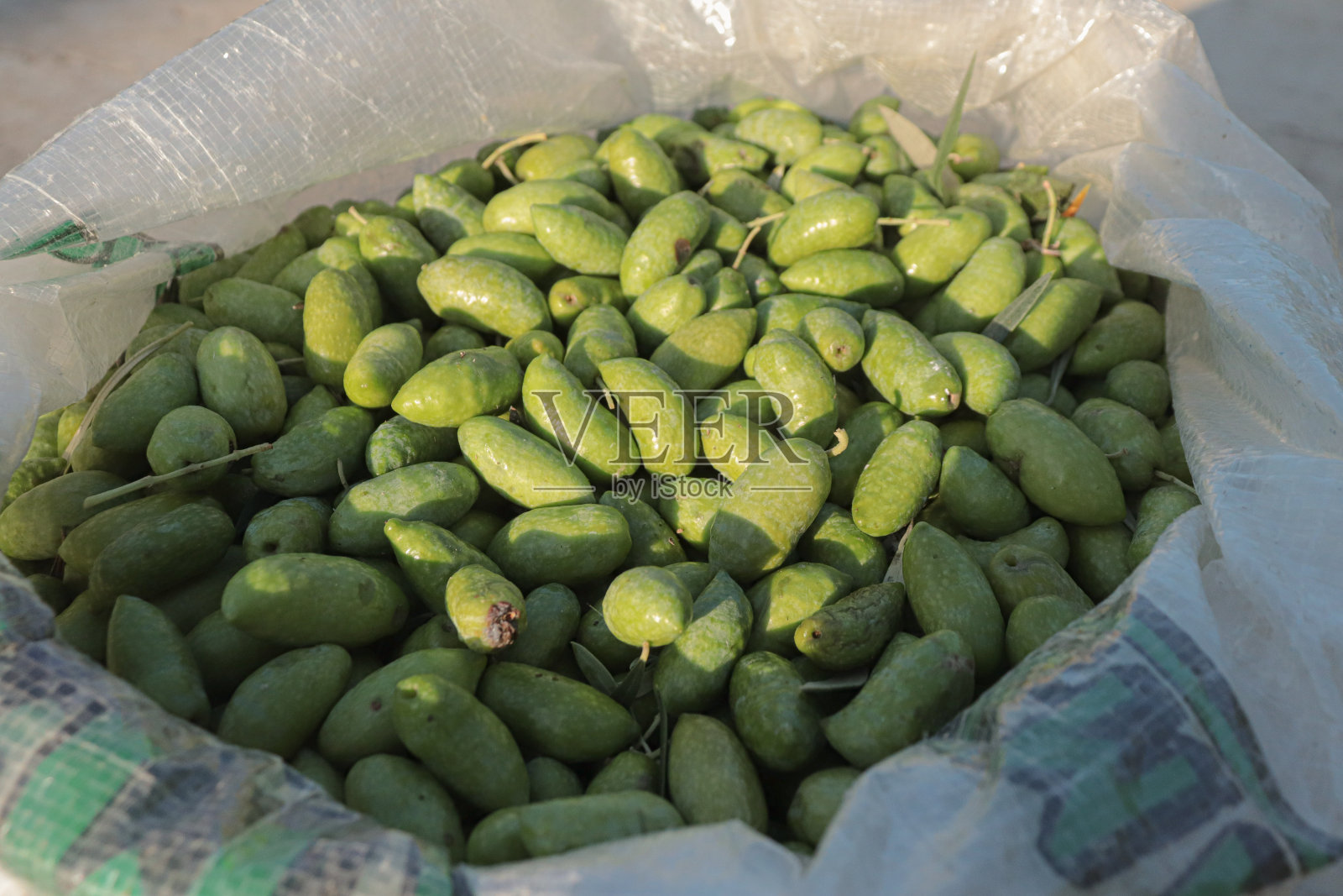 用传统的方法用油布从大量橄榄中收获照片摄影图片