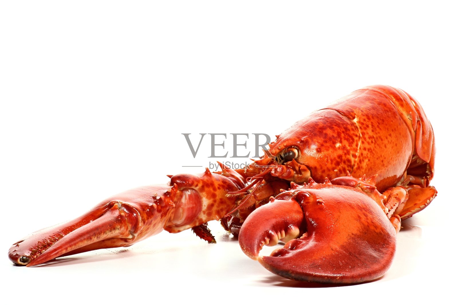 熟加拿大龙虾照片摄影图片