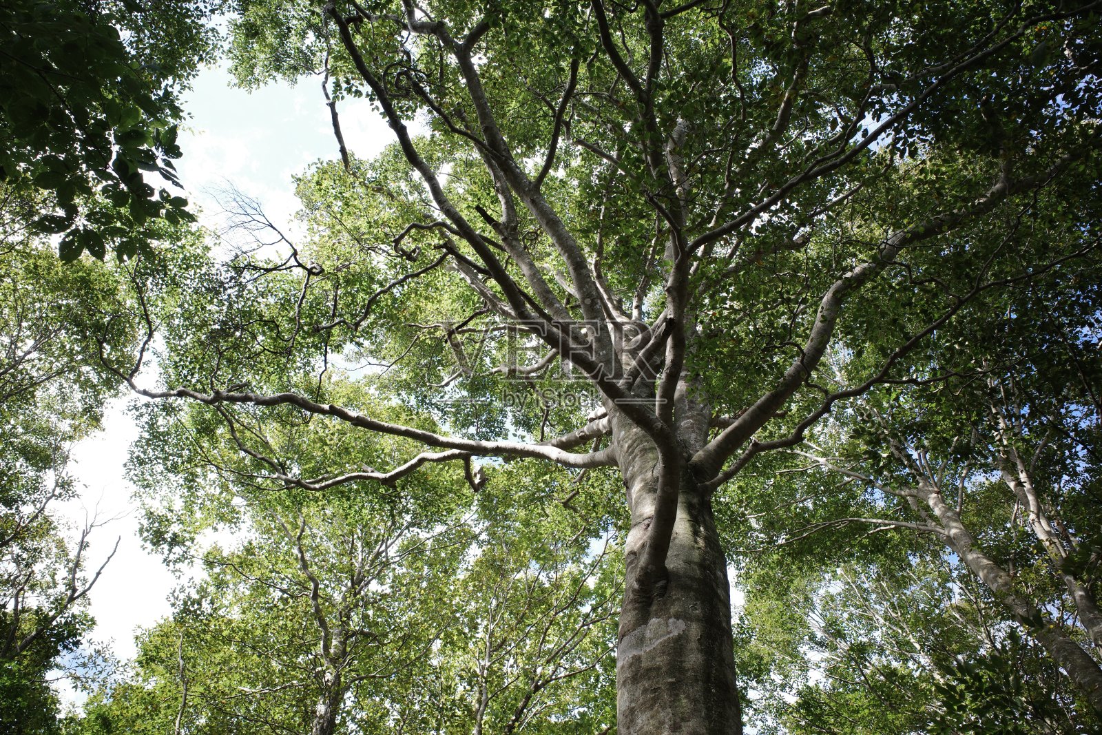 树照片摄影图片