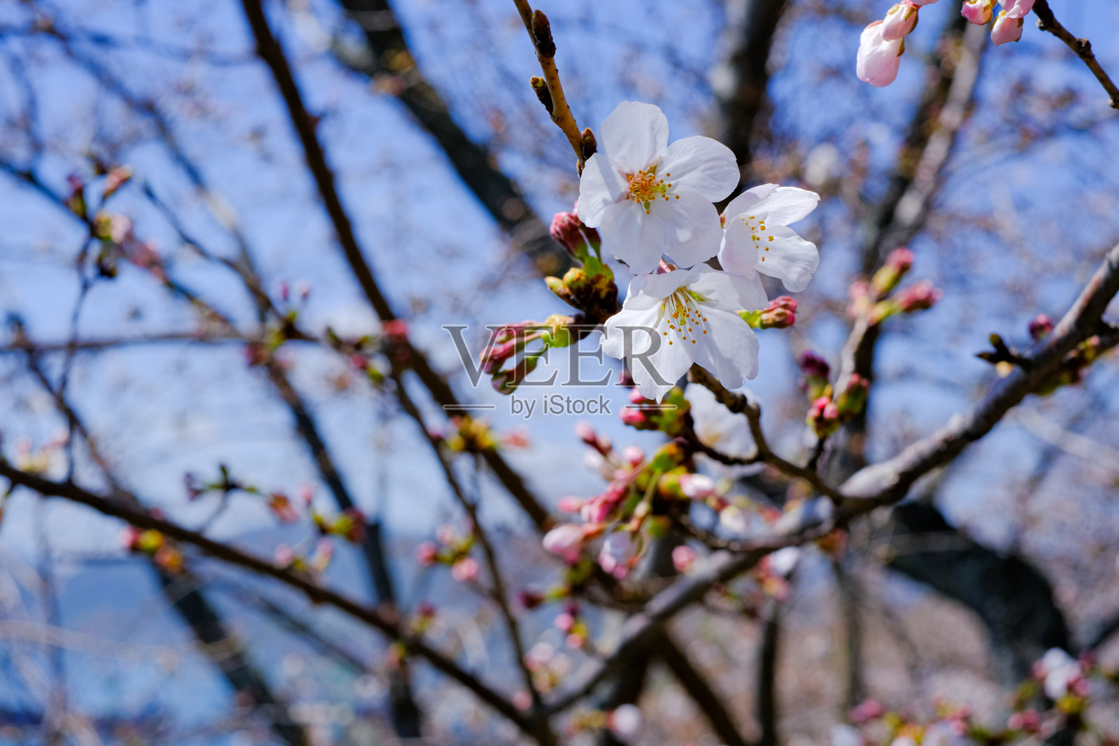 这是一张樱花的照片照片摄影图片