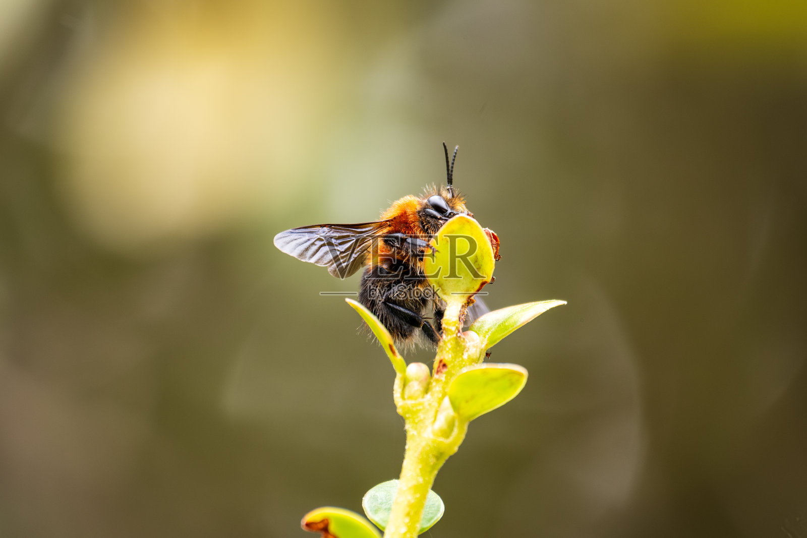 蜜蜂2照片摄影图片