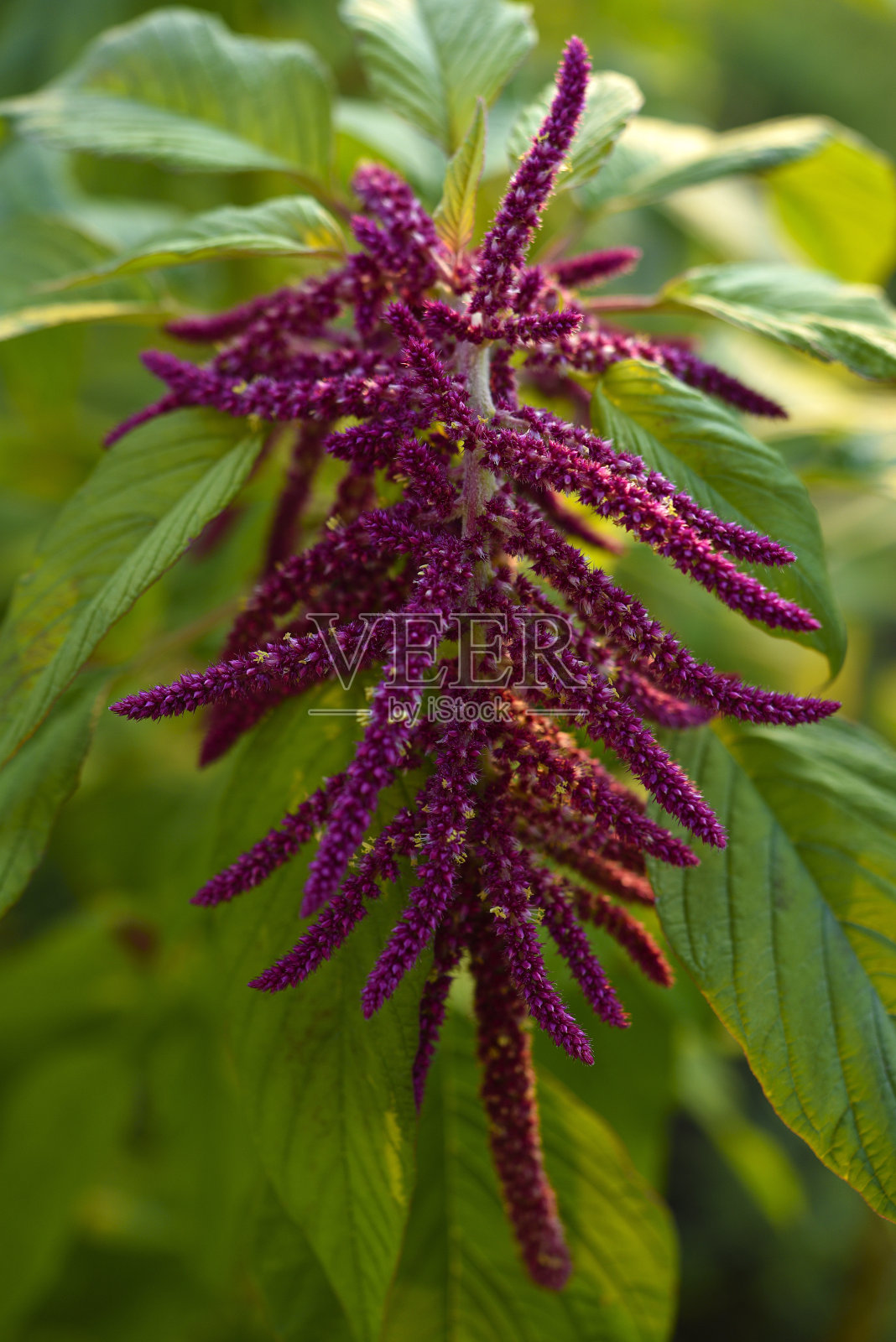 绿色灌木上的红色苋菜花。花朵特写。照片摄影图片