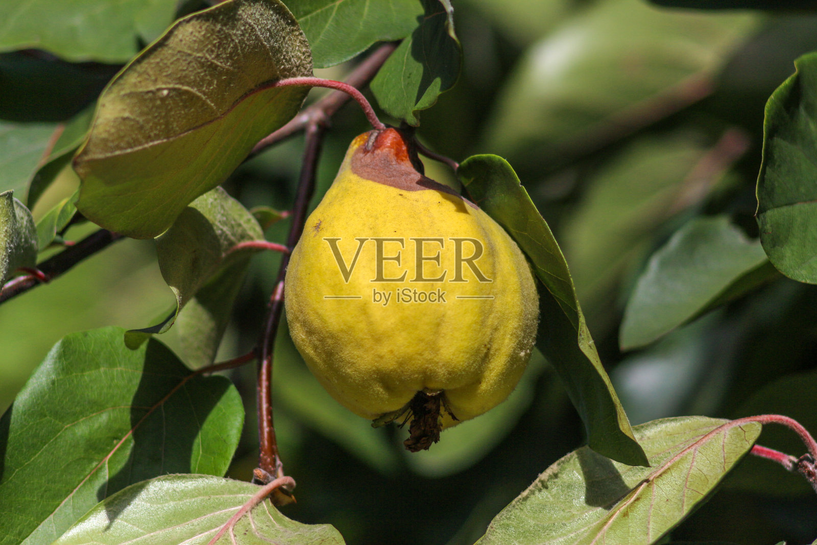 乌克兰基辅植物园的秋天照片摄影图片