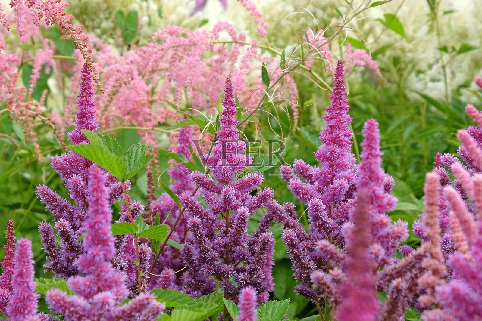 紫雨新妇' oberartner jurgens'在夏季开花。照片摄影图片