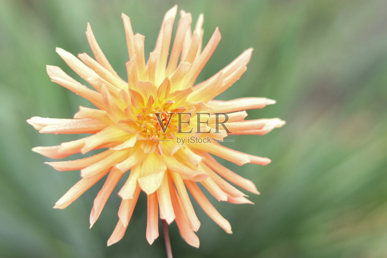 橙色大丽花头对绿色背景。照片摄影图片