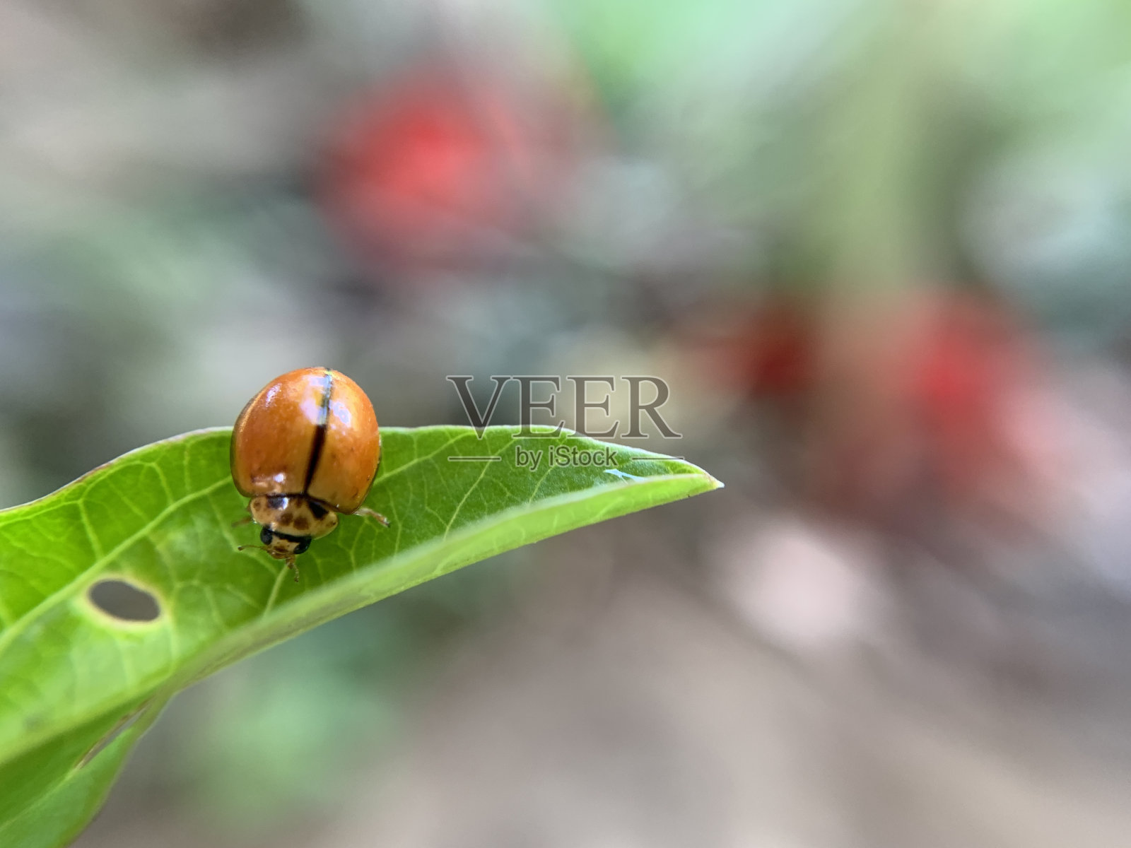 陆龟甲虫或毛蛛的微距镜头照片摄影图片