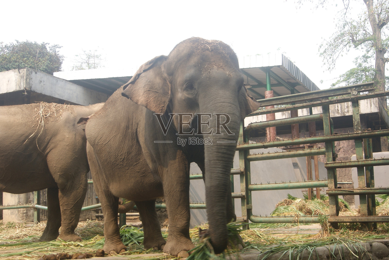 吃草的大象照片摄影图片