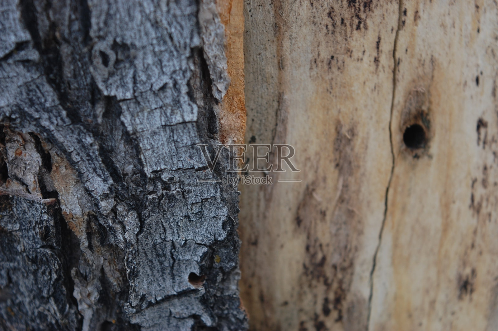 树特写照片摄影图片
