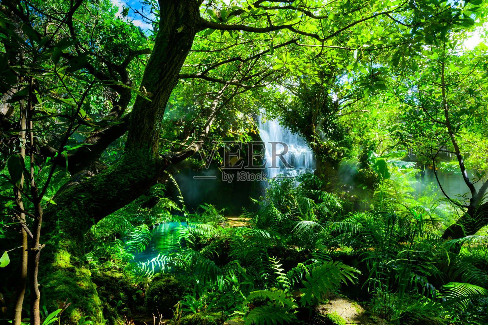 清迈阴凉的花园照片摄影图片