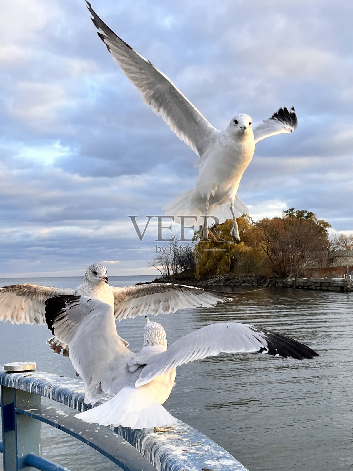 海鸥照片摄影图片