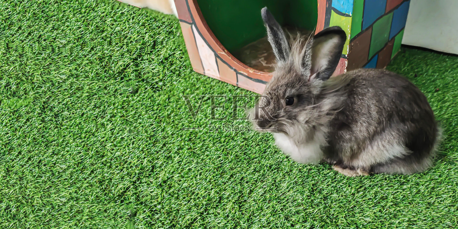 一只非常可爱的灰兔子在绿草地上照片摄影图片