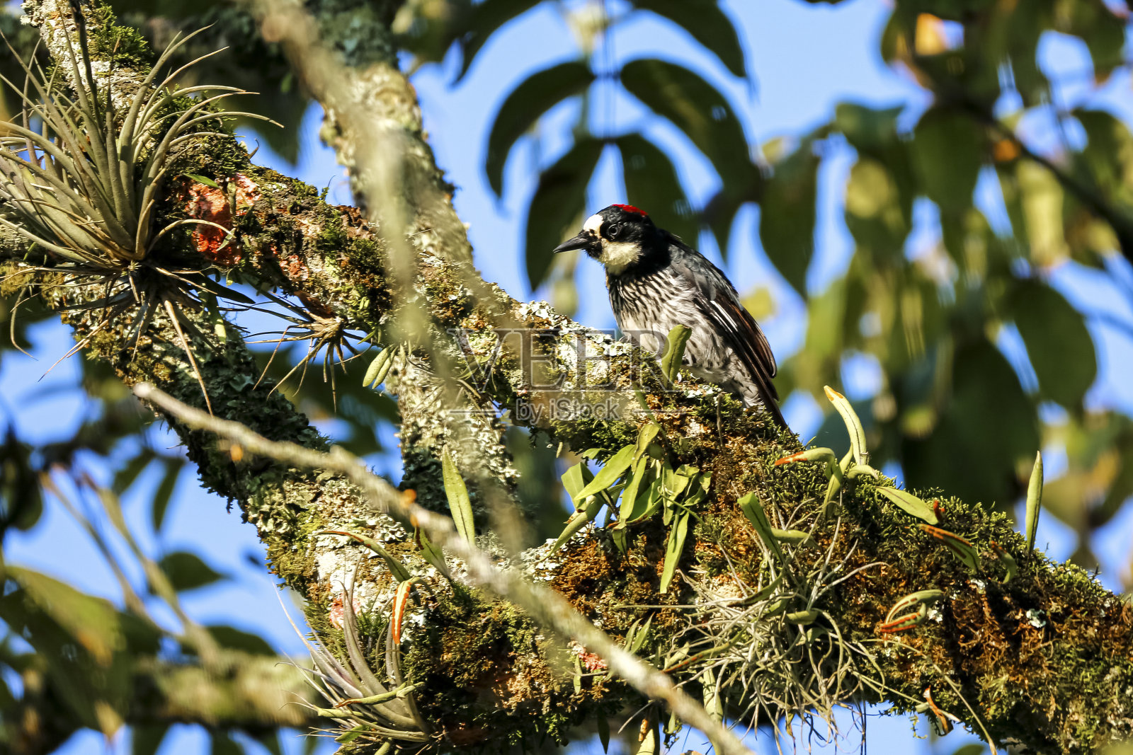 哥伦比亚,马尼萨莱斯,背景模糊,啄木鸟栖息在树枝上照片摄影图片