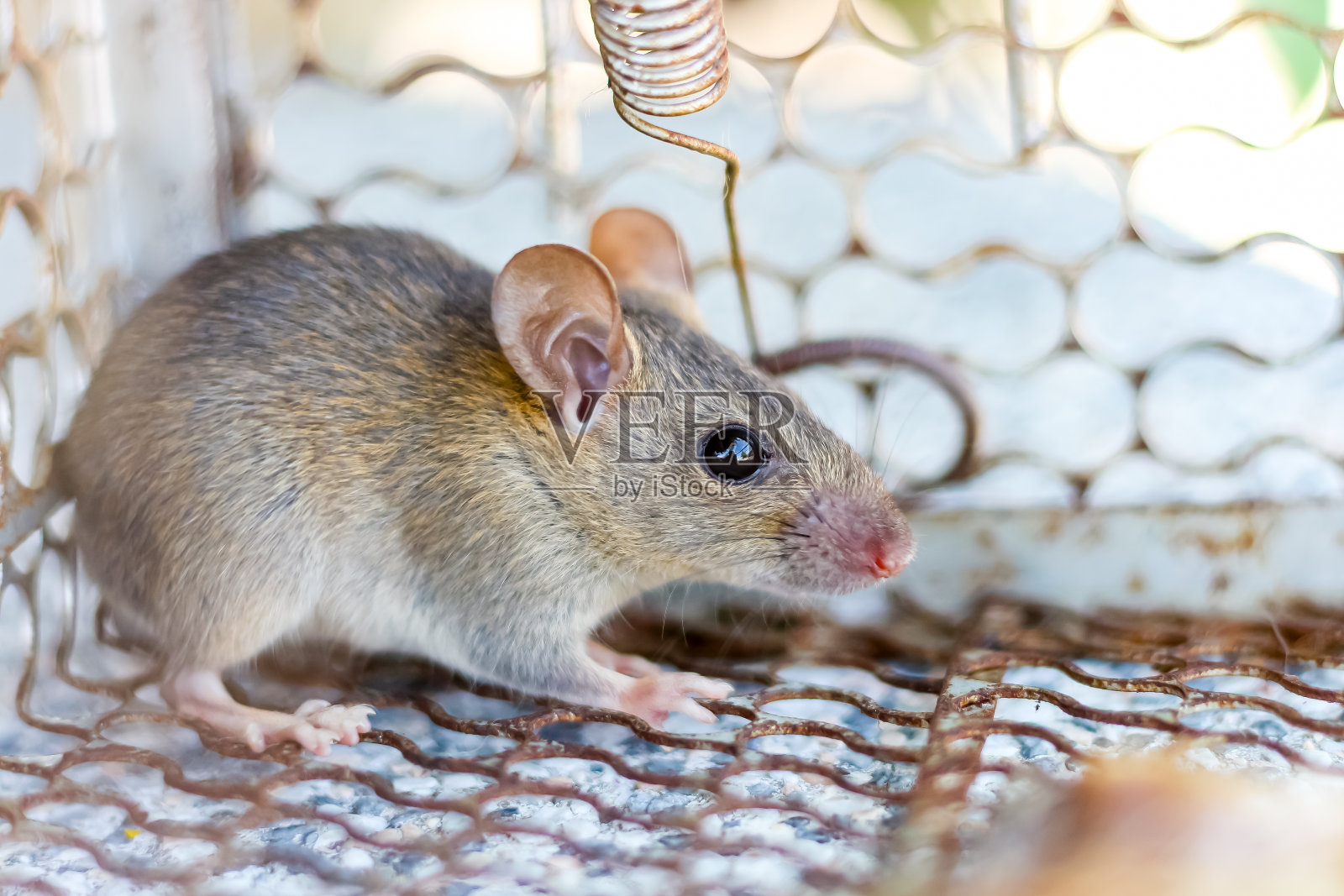 控制组的小老鼠看起来很可爱。照片摄影图片