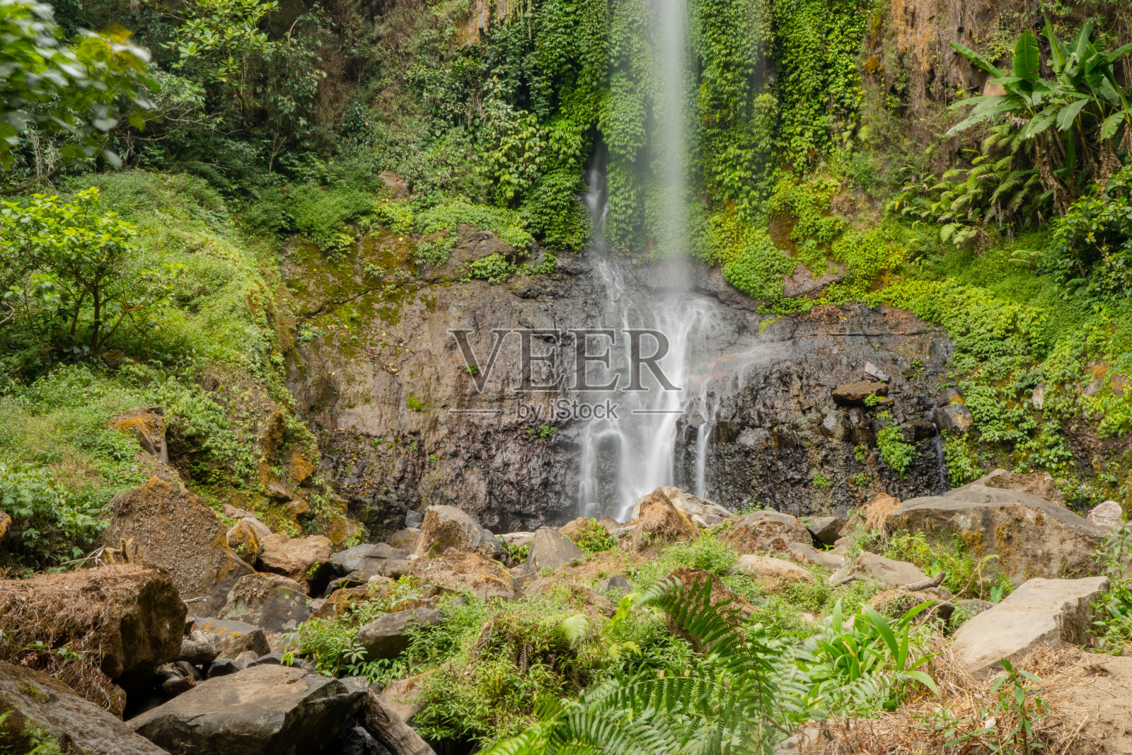 热带的水落在三宝垄中爪哇,绿叶和苔藓。照片摄影图片