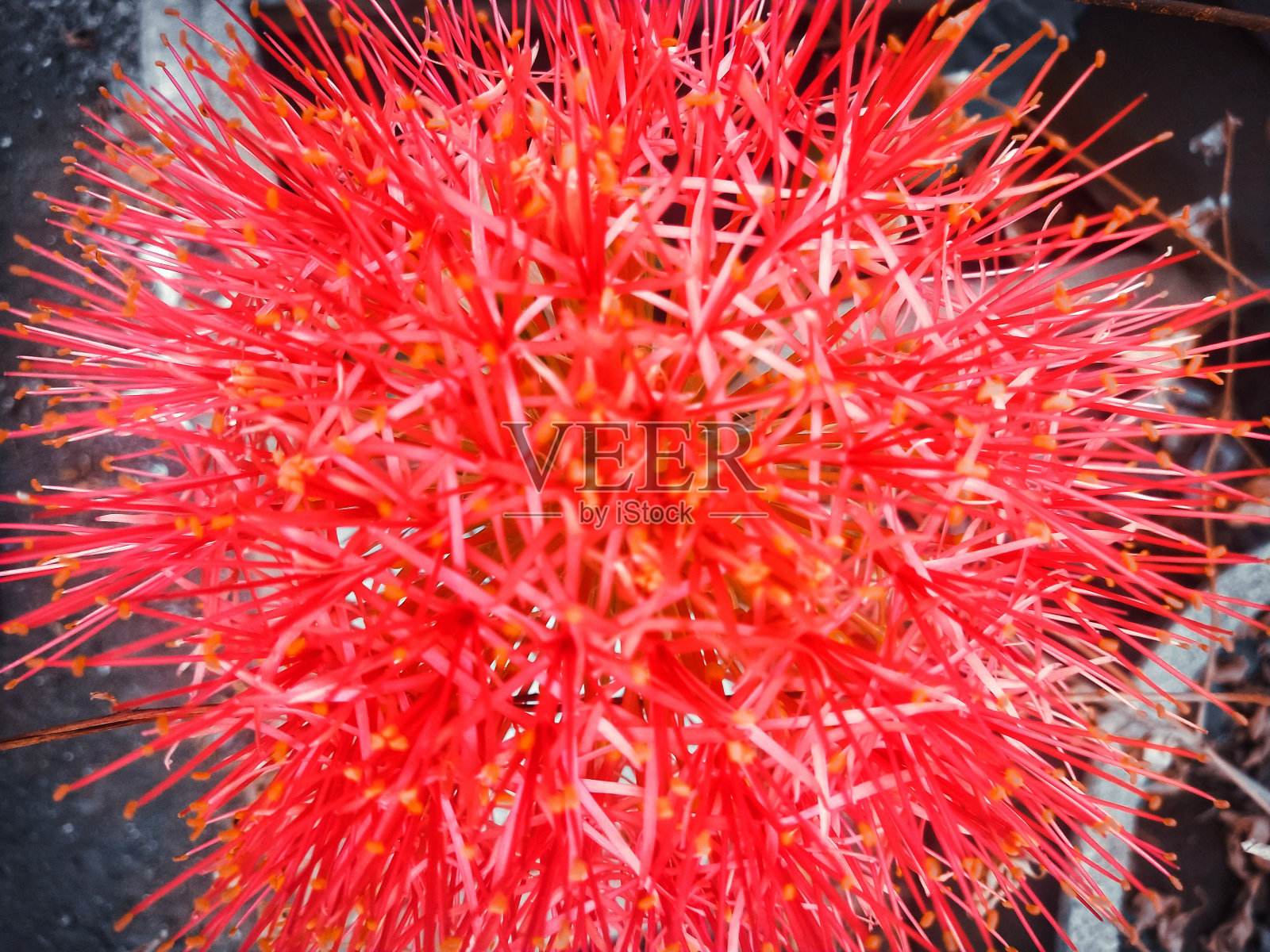 血百合开得很漂亮照片摄影图片