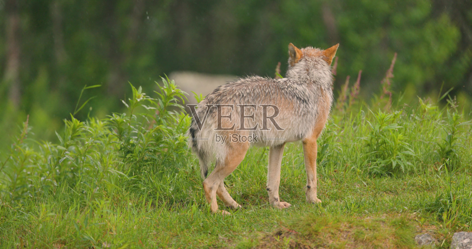 母灰狼在森林的草地上散步照片摄影图片