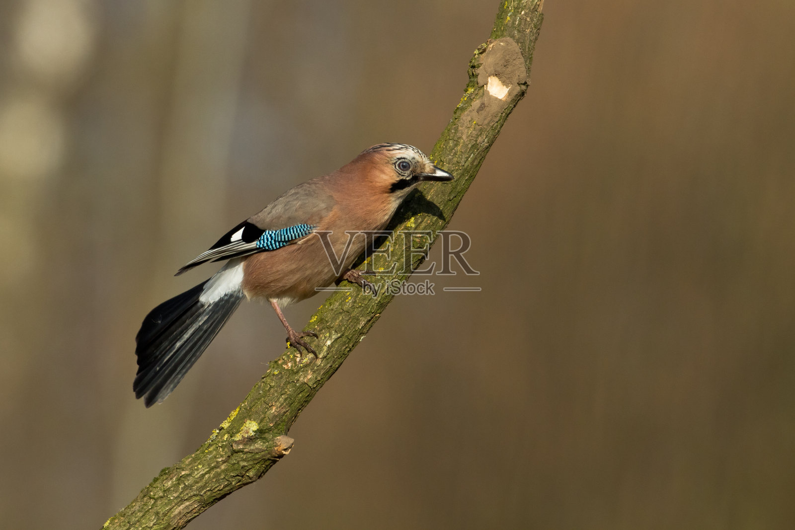 鸟-欧亚松鸦坐鸟,产于欧洲波兰照片摄影图片