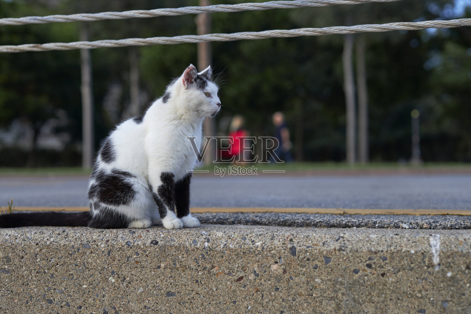 黑猫和白猫坐在人行道上照片摄影图片