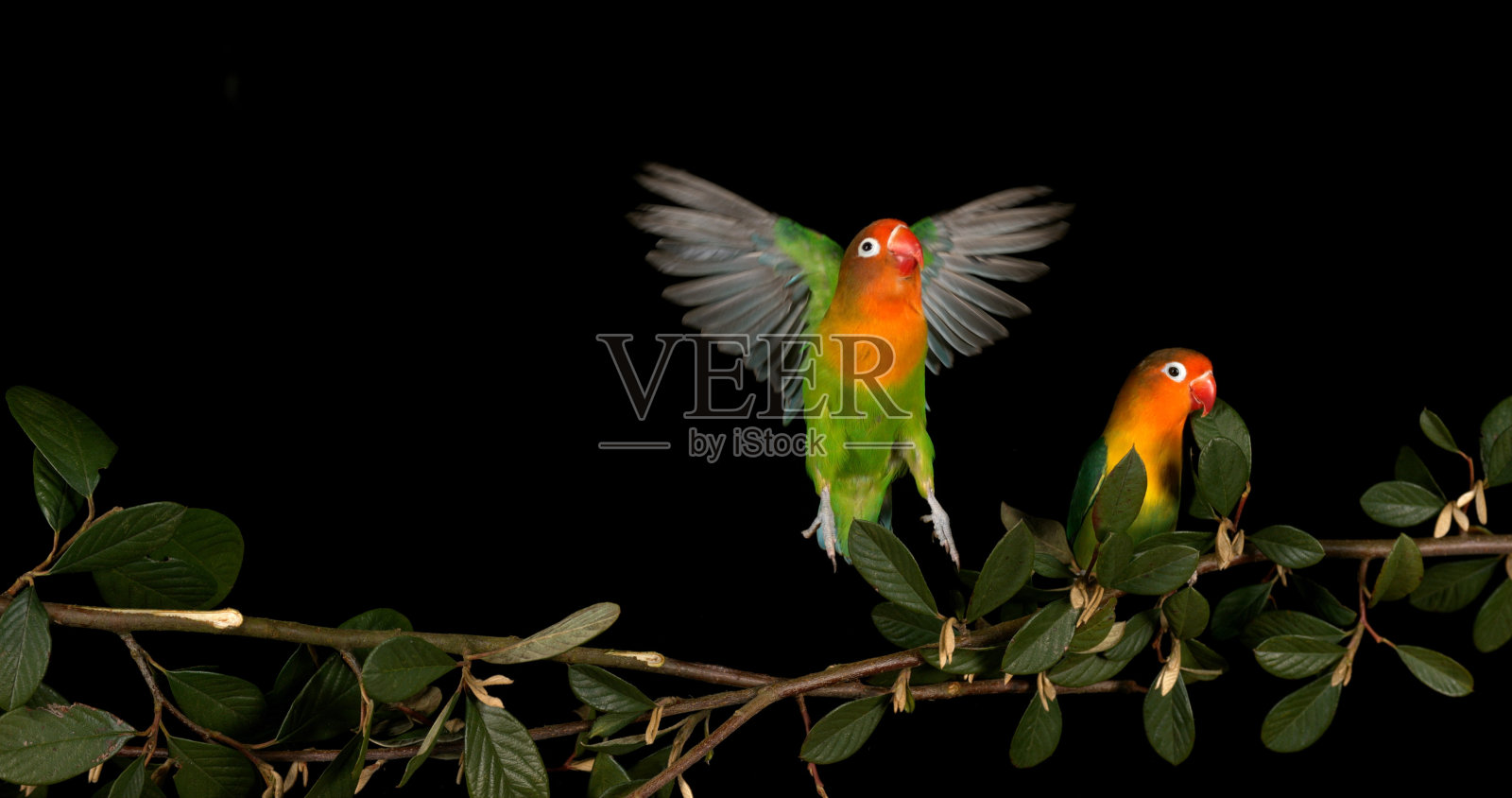 费舍尔的爱情鸟,agapornis fischeri,一对站在树枝上,起飞,在飞行照片摄影图片