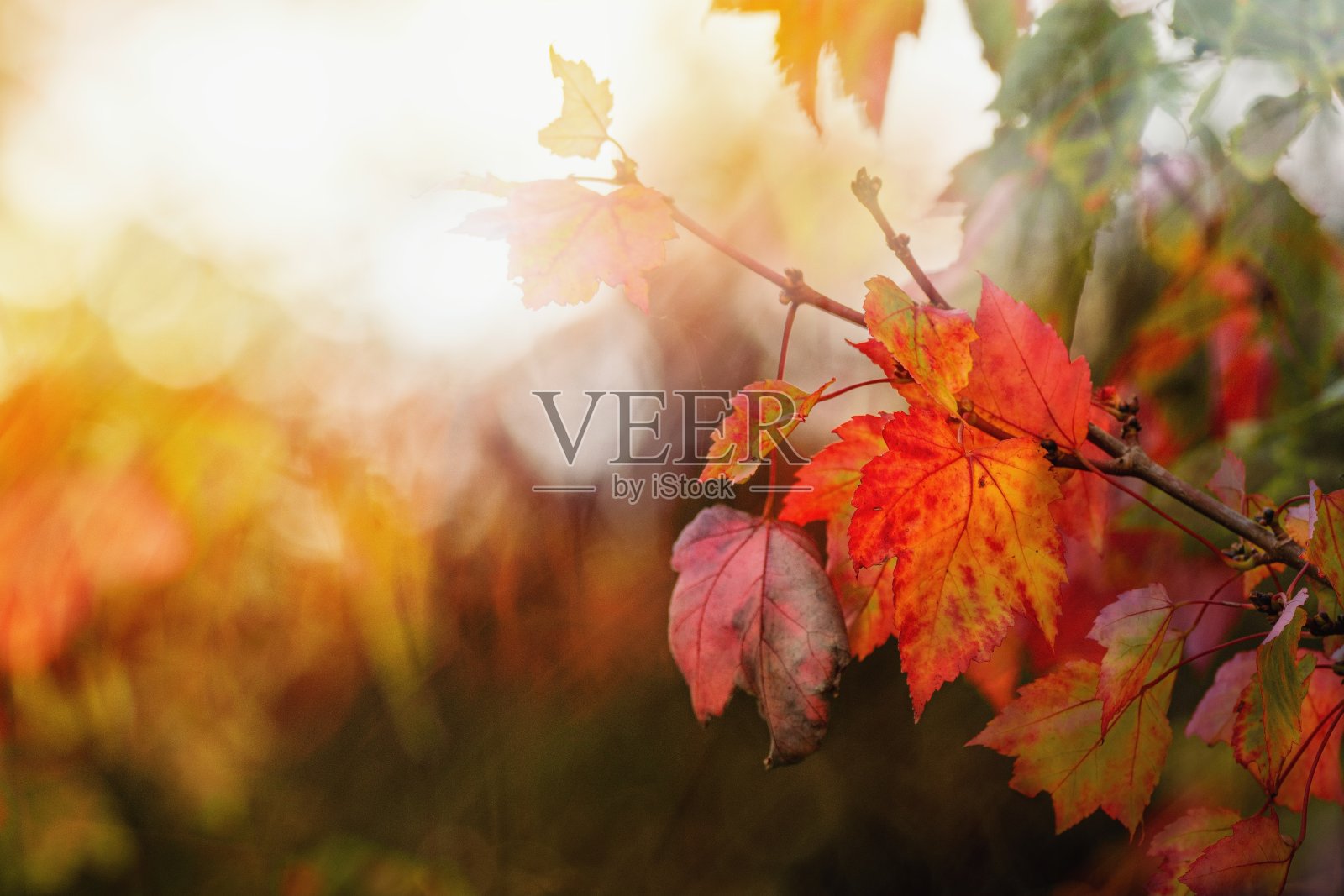 美丽的秋天金色的树叶和灿烂的阳光。照片摄影图片