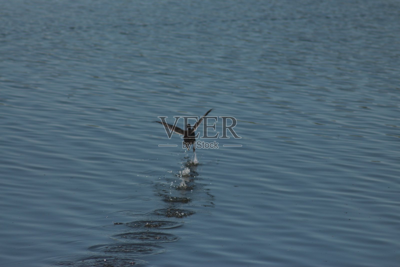 乌克兰的夏日自然照片摄影图片