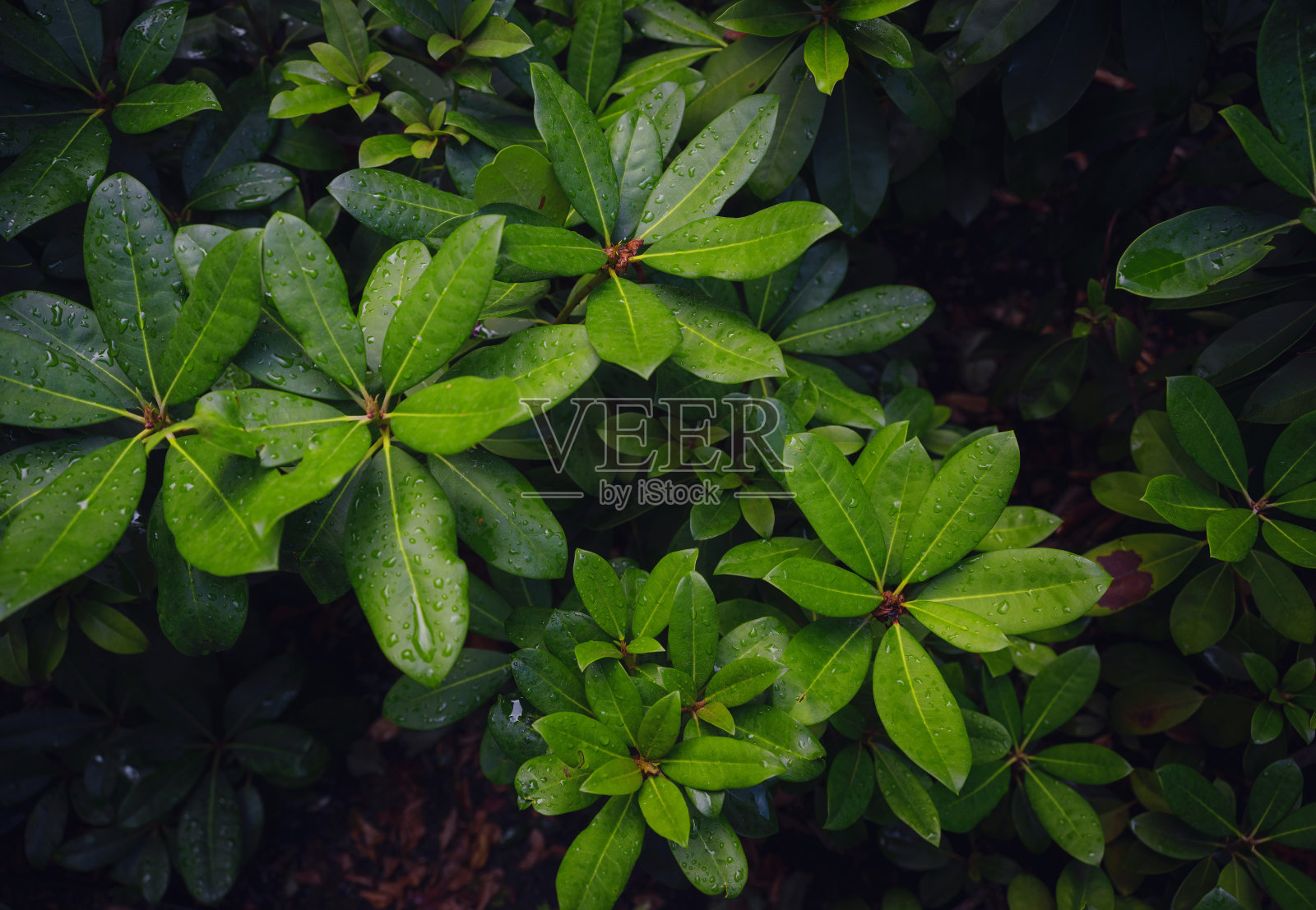 夏日维也纳的日本公园照片摄影图片