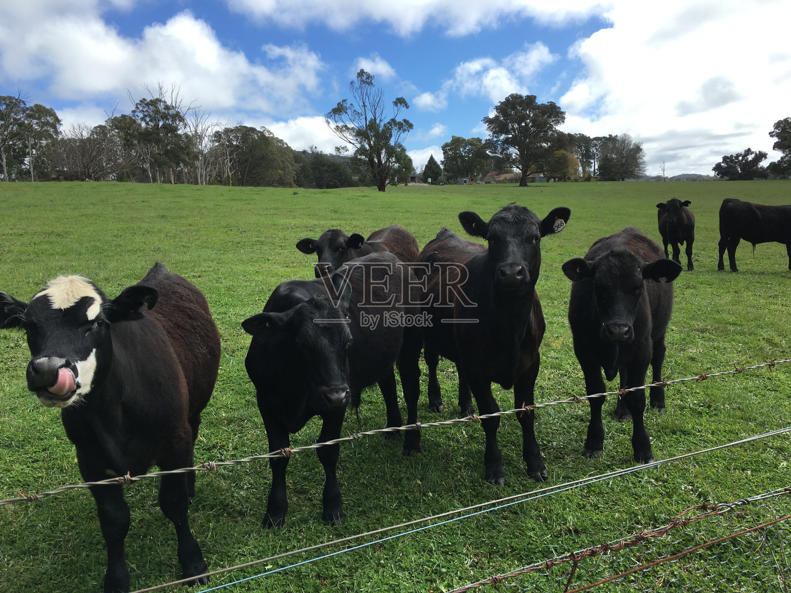 黑安格斯牛照片摄影图片