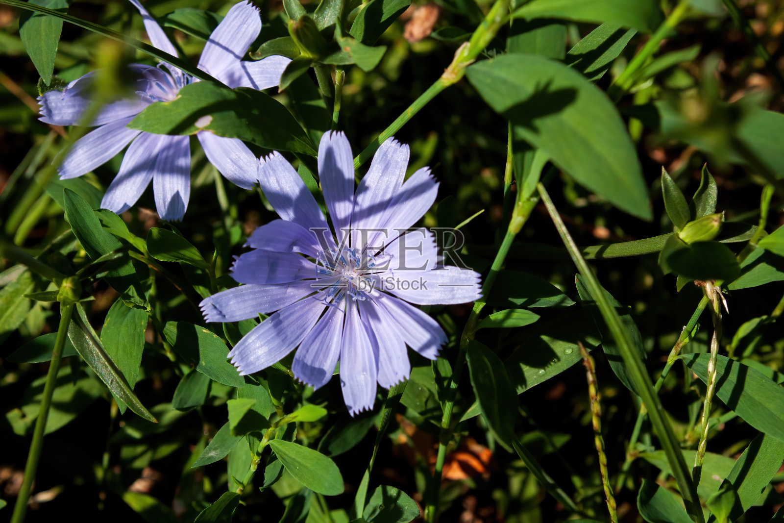 蓝色的花,绿色的背景。照片摄影图片