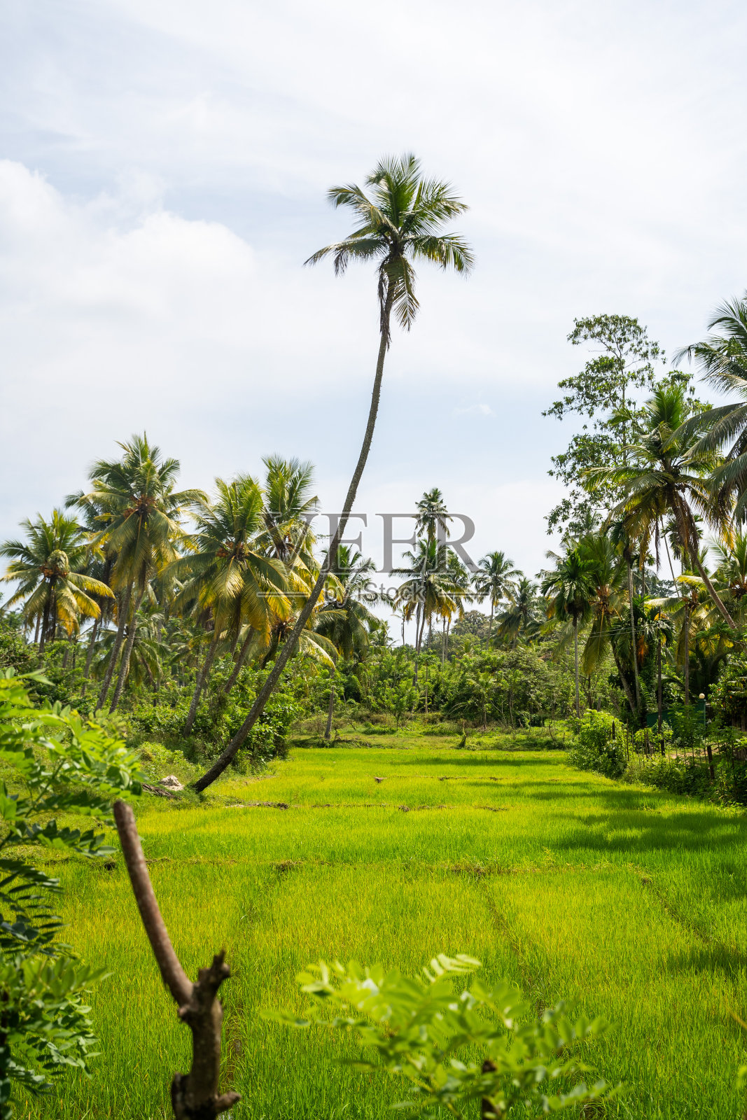 斯里兰卡乡村郁郁葱葱的稻田照片摄影图片