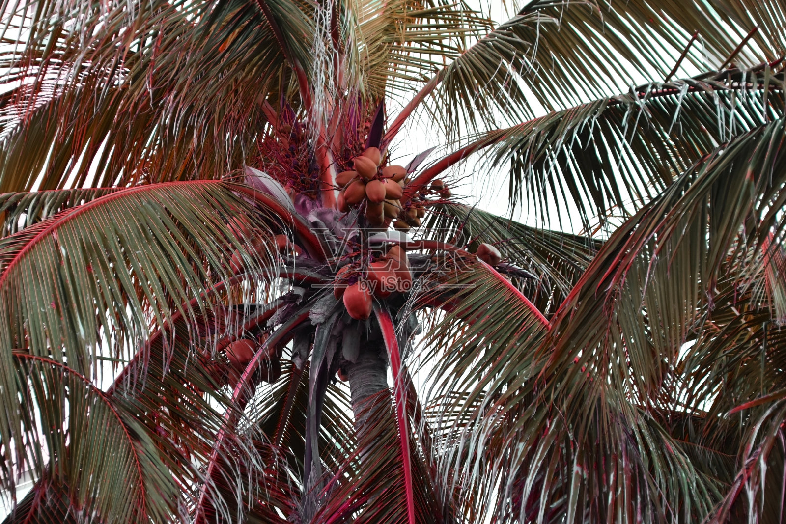 五颜六色的棕榈树树叶映衬着天空,多汁的热带背景照片摄影图片