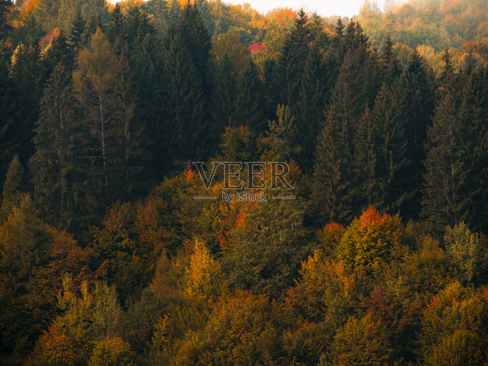 村庄在喀尔巴阡地区风景秀丽的喀尔巴阡山脉观赏乌克兰欧洲秋季乡村景观休闲照片摄影图片