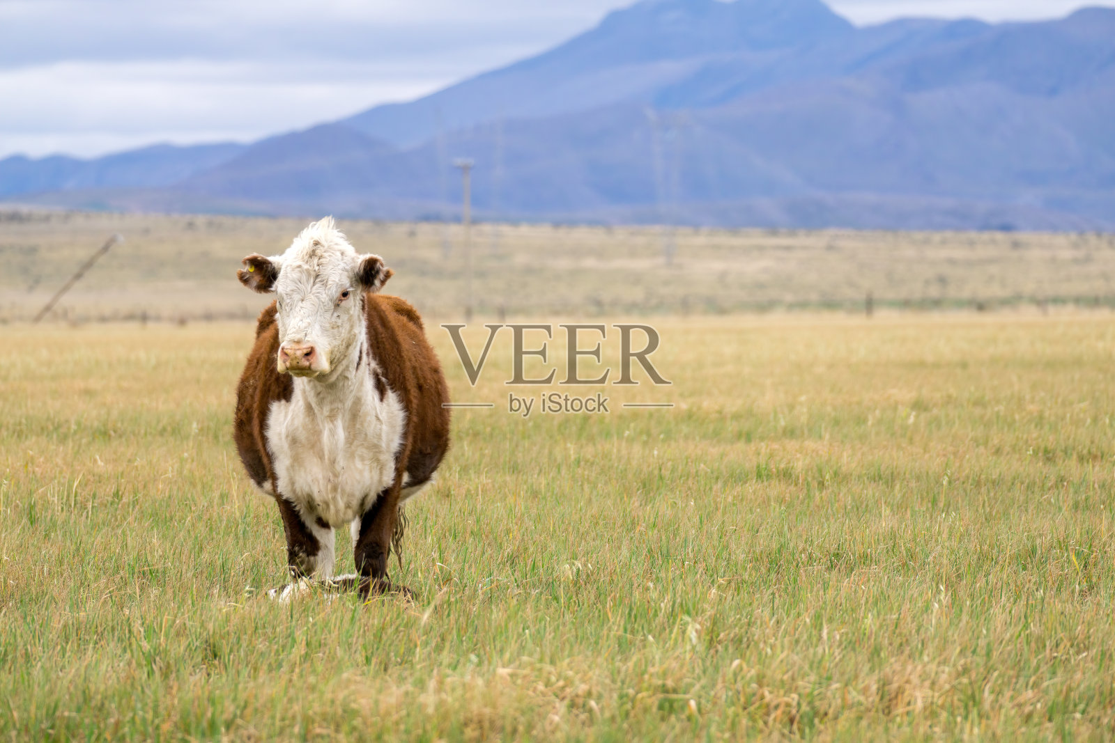 赫里福德奶牛在有山脉的田野里。本空间照片摄影图片