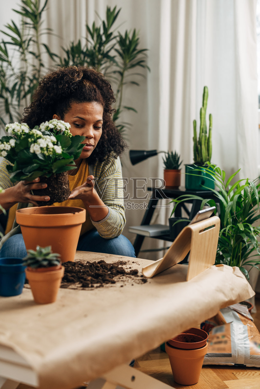园艺室内植物的妇女照片摄影图片