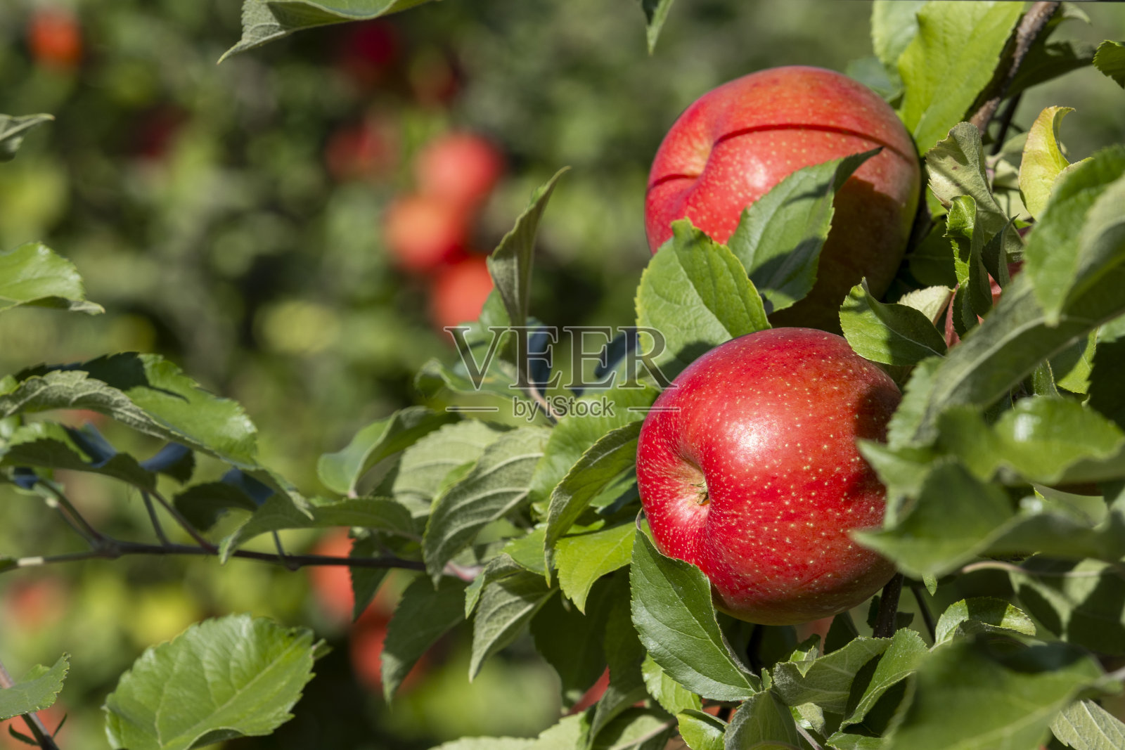 长在树上的红苹果照片摄影图片