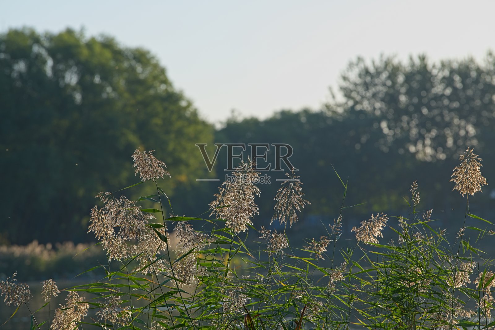 Plantation照片摄影图片