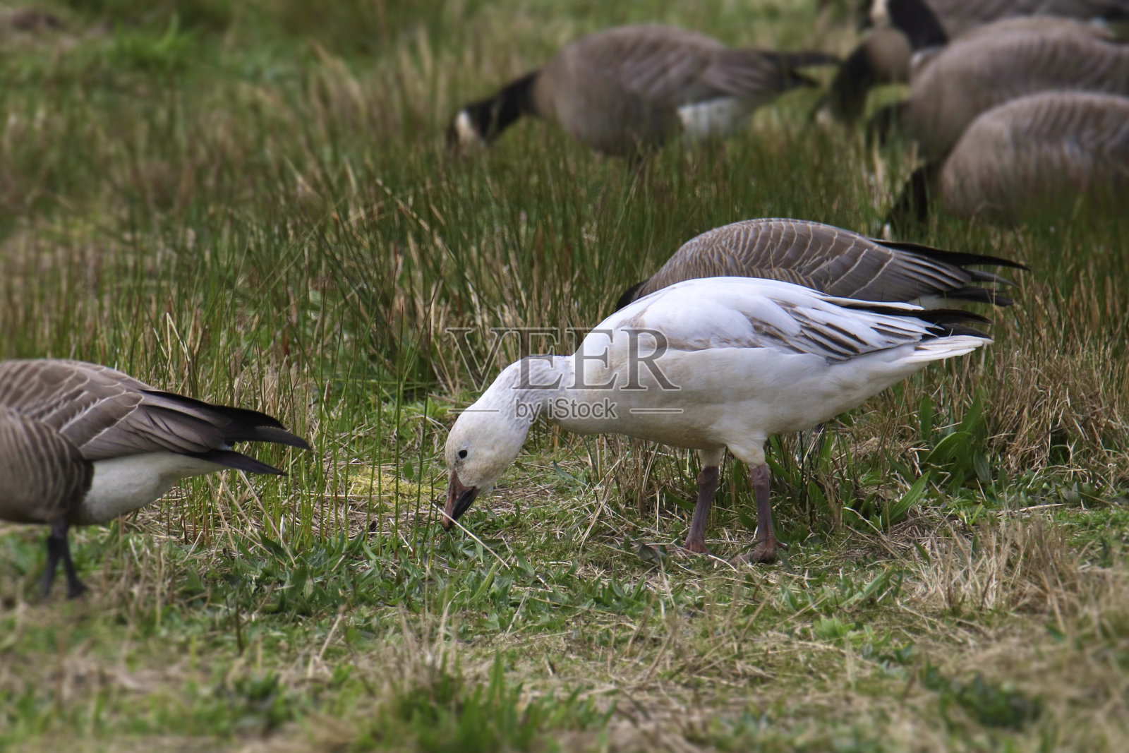 一只雪雁(chen caerulescens)和一群加拿大鹅一起觅食。照片摄影图片
