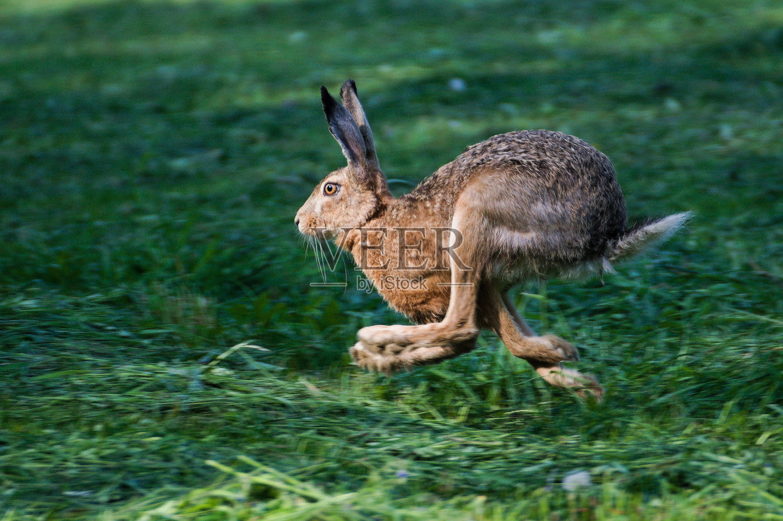 兔子在操场上奔跑,看起来像袋鼠。动态学习图片。照片摄影图片