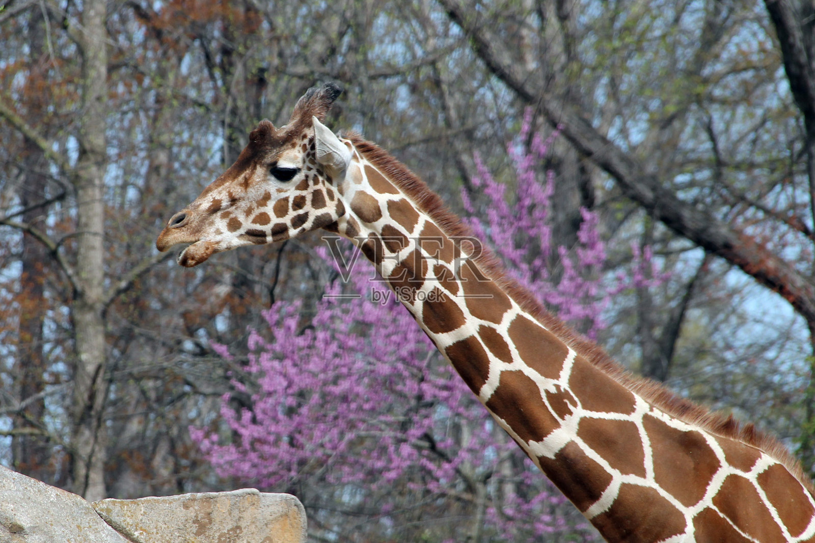 动物园里的长颈鹿围场照片摄影图片